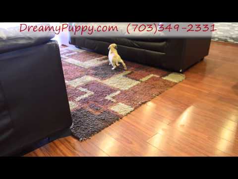Super Cute Pocket Puggle Girl!