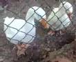 videos de L'Ocus spiegato da Guercini Angela