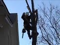 Poplar Tree Removal