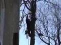 Poplar Tree Removal