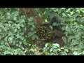 Baboon eating Baby Impala alive
