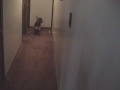Chester Vs. Laser Pointer