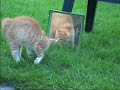 Two pussy cats and one mirror