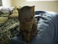 Toonces