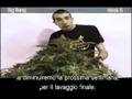 Green House Seed Co Big Bang Grow with Italian Subtitles
