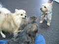 Extremely Cute Dogs Playing in Daycare Extremely Cute Dogs Playing in Daycare