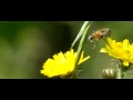 Honey bee on yellow composite Honey bee on yellow composite