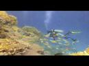 Reef Check Tondoba Bay 3/3