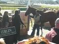 videos de Curlin Retirement