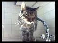 Mogli ist ca. 20 Jahre und Nierenkrank. Katzen müssen viel trinken wenn diese Nierenkrank sind. Mogli hat sich angewöhnt immer am Wasserhahn zu trinken und am FreshflowLeider ist er verstorben am 1.04.2007