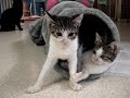 Billy meets the Wobbly kittens Billy meets the Wobbly kittens
