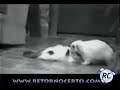 Coelho comendo GATO Coelho comendo GATO