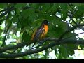 Baltimore Oriole Baltimore Oriole