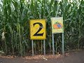 Pumpkin Patch Corn Maize