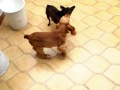 Lana e Miuxa.wmv