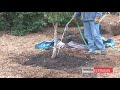 Young Tree Care
