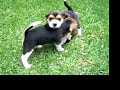 Beagle Per� - Cachorros de Tammy jugando en el jard�n