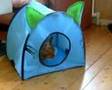 Funny Maine coon kittens