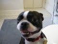 Boston Terrier helps in bathroom Boston Terrier helps in bathroom