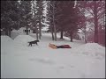 Brandons backyard border cross day 2