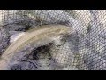 Nice Steelhead Caught In the Gold River