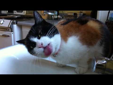 Patchy The Cat Sez: I No Haz A Drinking Problem