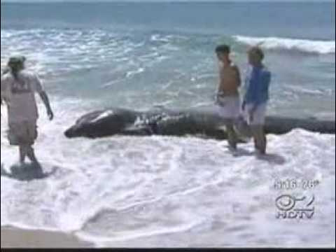 how to measure a fish ny