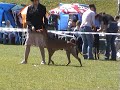 PHARAOH HOUND in International Dogshow Tallinn