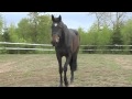 Duffy e. VDL Empire 1115 - Jägermeister 882(e.Irco ...