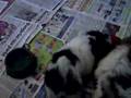 Shih Tzu video