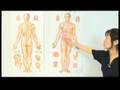 Acupuncture Health Tips : Yin and Yang Acupuncture Theories