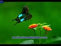 Simin Ghanem - Golhaye Rangarang 575  ????? ???? - ????? ???
