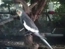 MY COCKATIELS HAVING SOME FUN! MY COCKATIELS HAVING SOME FUN!