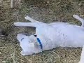 Kuvasz Aloo w/ Lambs