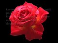 rosas para você