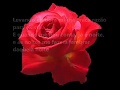 Rosas para Você