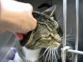 Taz the Brown Tabby Big Boy Cat Needs a Forever Home