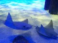 Harbor Tank with huge Sting Rays @ The Mystic Aquarium with Mike and Sera Harbor Tank with huge Sting Rays @ The Mystic Aquarium with Mike and Sera