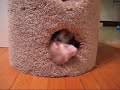 Extreme Ferrets