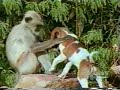 Monkey vs. Dog