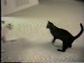 Perro vs Gato Fight!