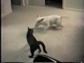Crazy Cat Attacking Spuds Dog  