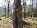 OLIVETO CITRA che CANALE