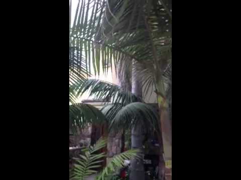 how to transplant queen palm tree