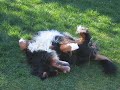 Berner Sennenhund beim W�lzen und Strampeln auf dem Rasen