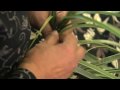 Maori Culture