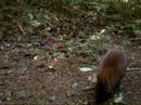 New species of elephant shrew
