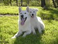 a gorgeous video brought to you by alpinarc white shepherds in australia. ultrasound video photos from the birth and the puppies parents, timed to some very moving music. father is 
