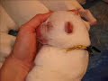 a gorgeous video brought to you by alpinarc white shepherds in australia. ultrasound video photos from the birth and the puppies parents, timed to some very moving music. father is 