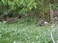 Pair of Flickers \"Anting\"